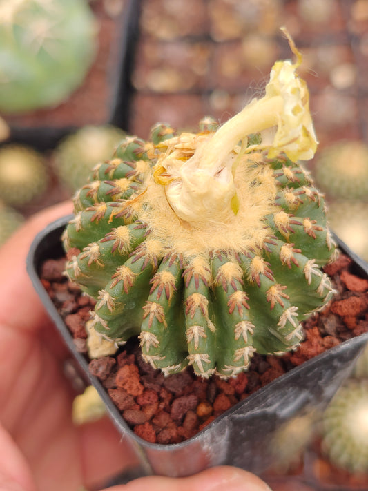 Discocactus horstii