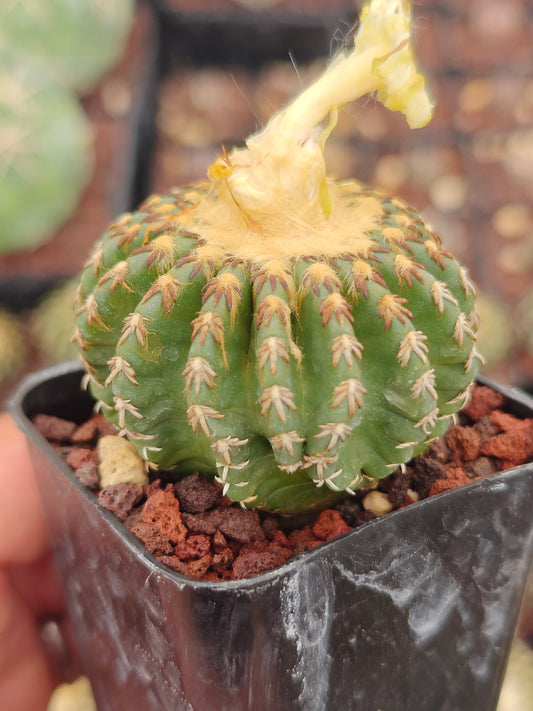 Discocactus horstii