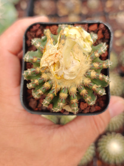 Discocactus horstii