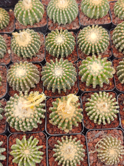 Discocactus horstii