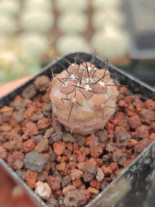 Copiapoa cinerea