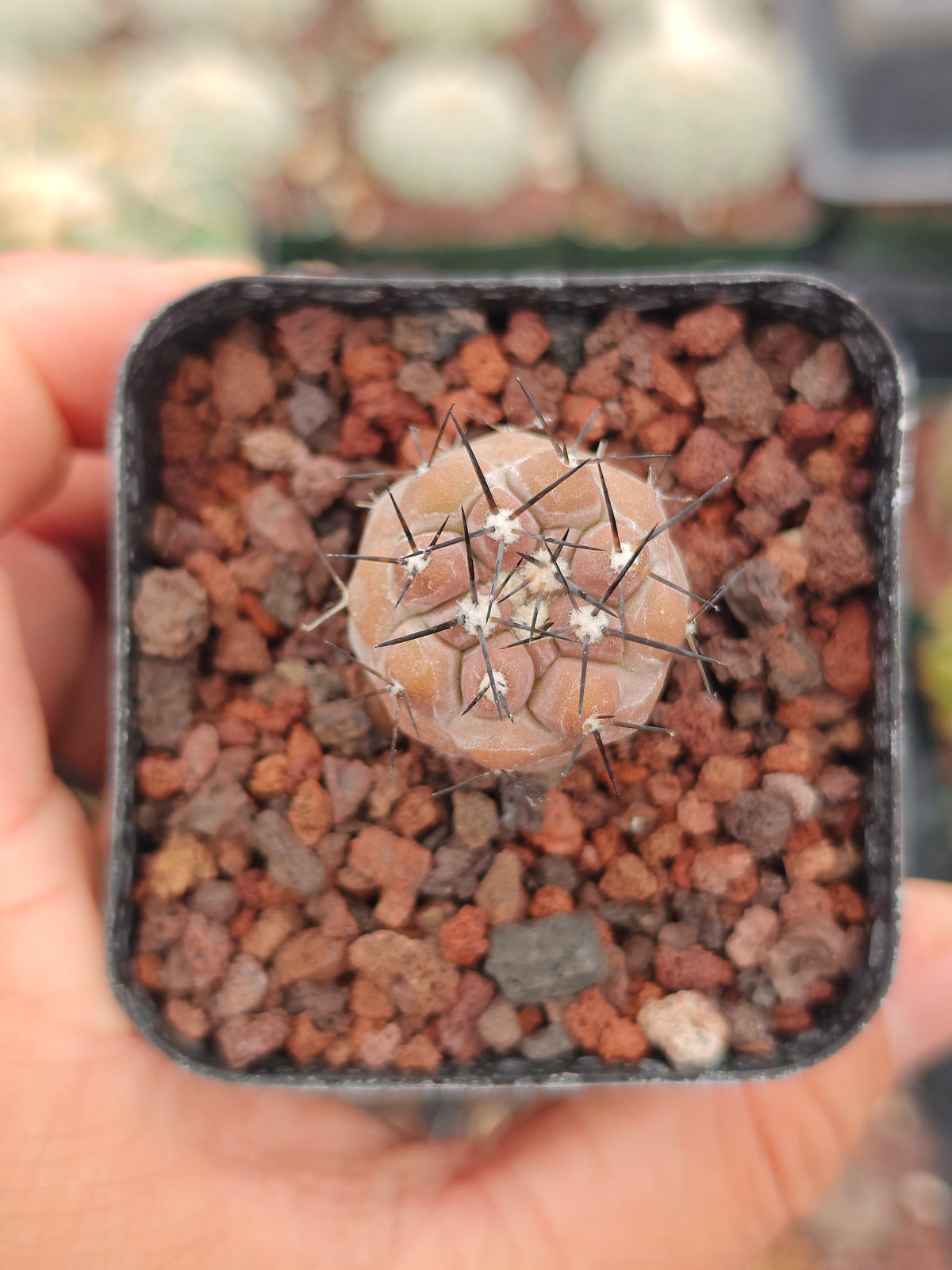 Copiapoa cinerea
