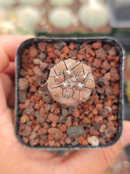 Copiapoa cinerea