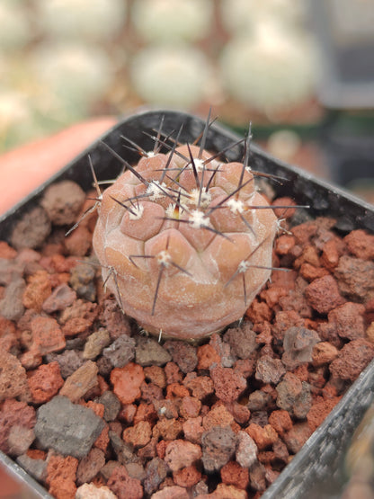 Copiapoa cinerea