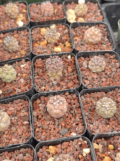Copiapoa cinerea