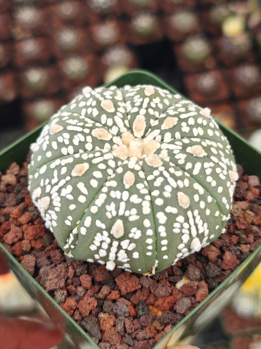 Astrophytum asterias 'Super Kabuto'