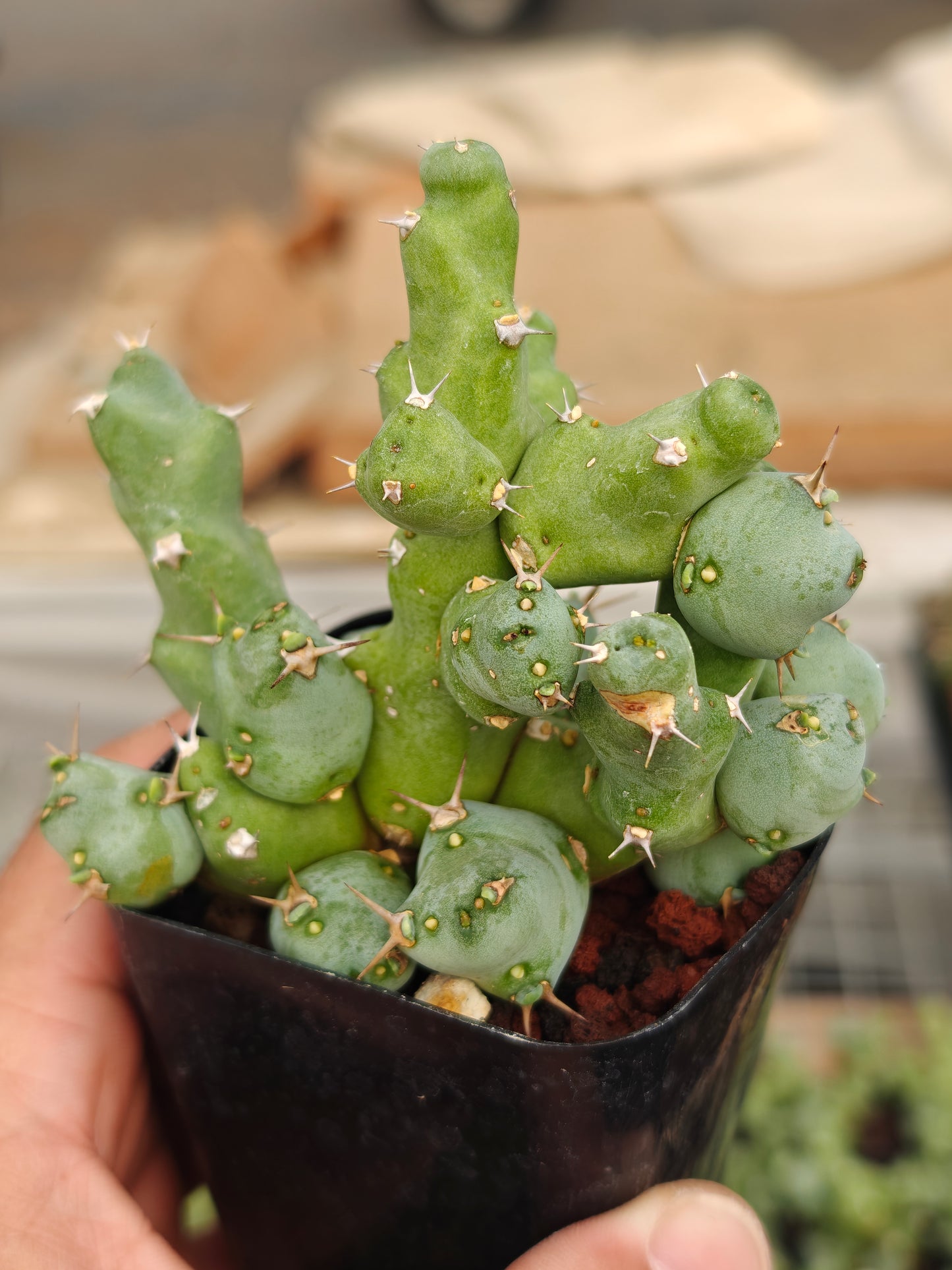 Euphorbia clivicola