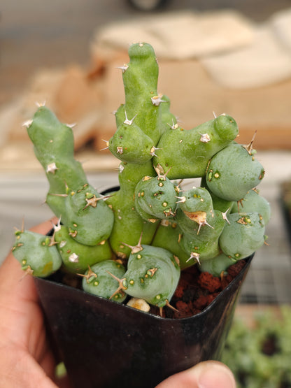 Euphorbia clivicola