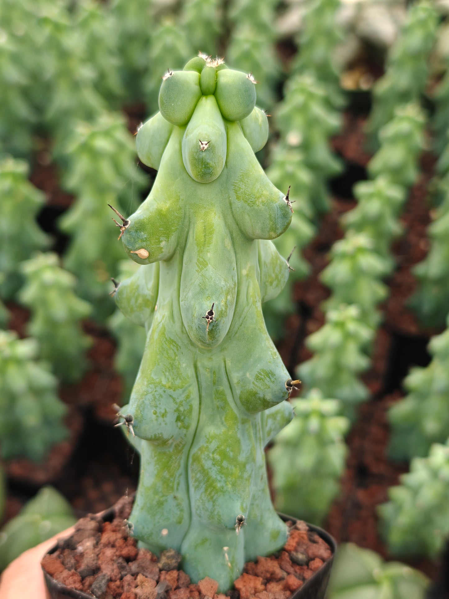 Boobie Cactus  - Myrtillocactus geometrizans 'Fukurokuryuzinboku'
