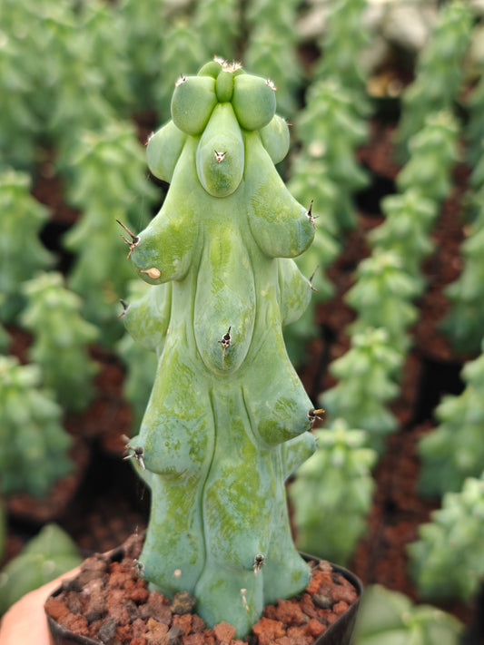 Boobie Cactus  - Myrtillocactus geometrizans 'Fukurokuryuzinboku'
