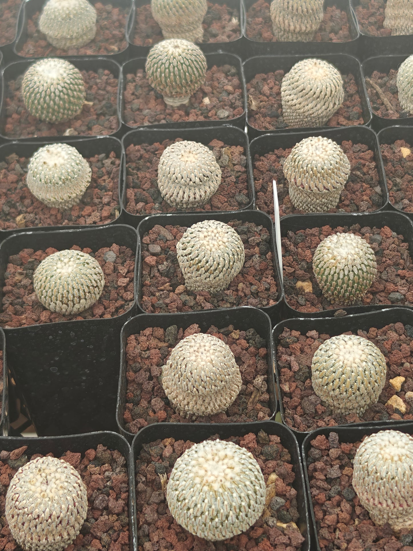 Turbinicarpus pseudopectinatus