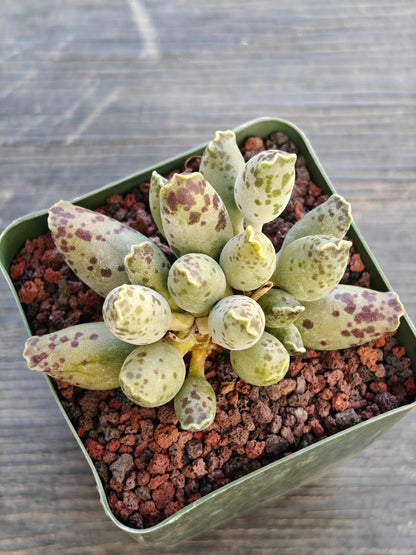 Adromischus cooperi var. festivis