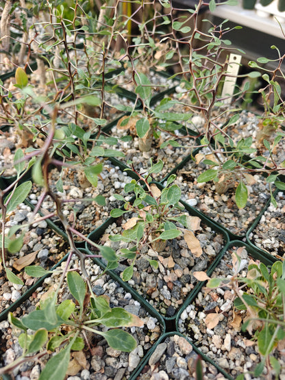 Fouquierua columnaris