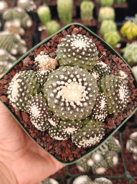 Copiapoa tenuissimma f. monstruosa