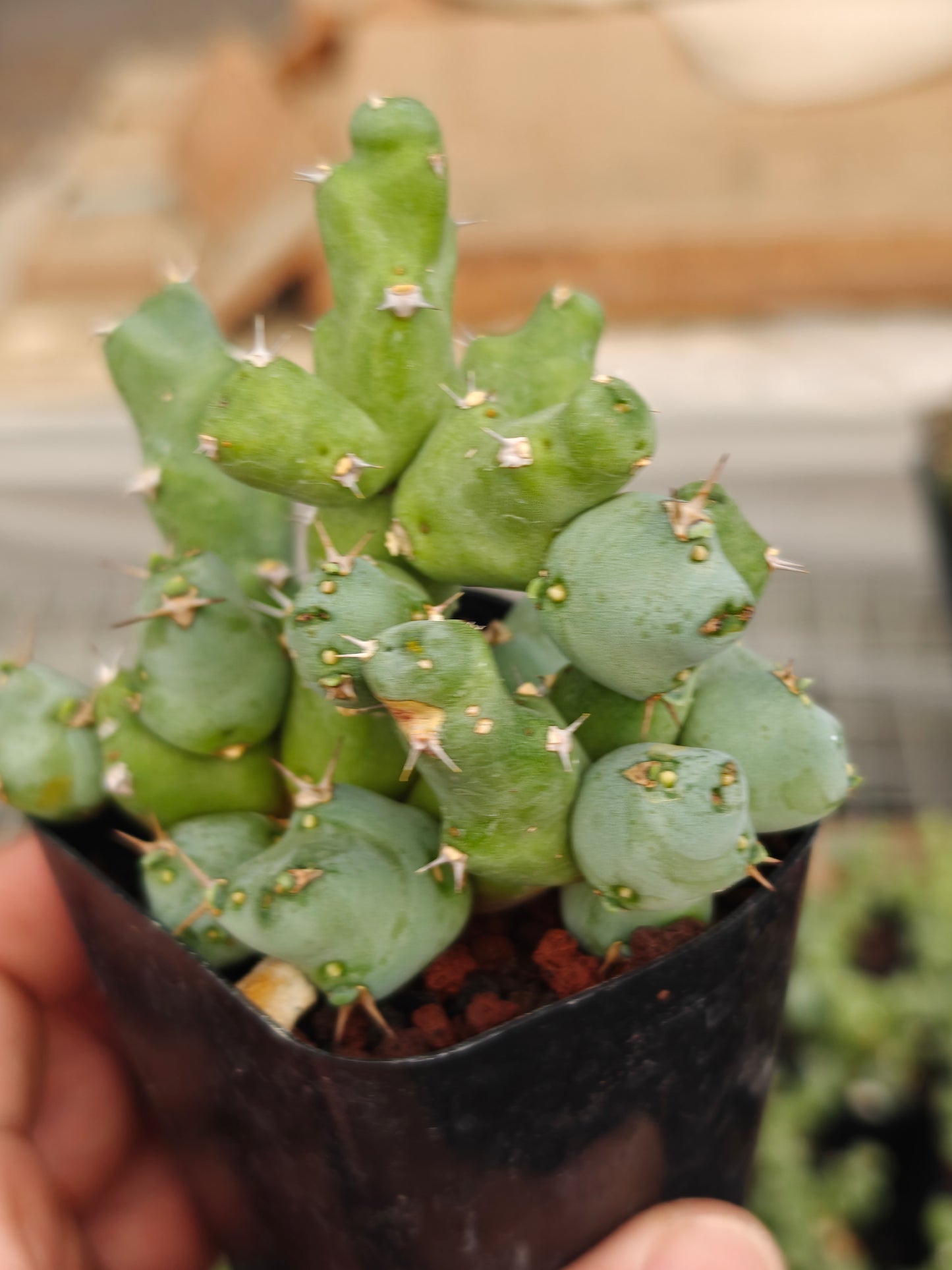 Euphorbia clivicola