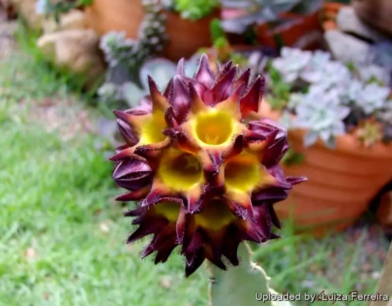 Caralluma spiciosa