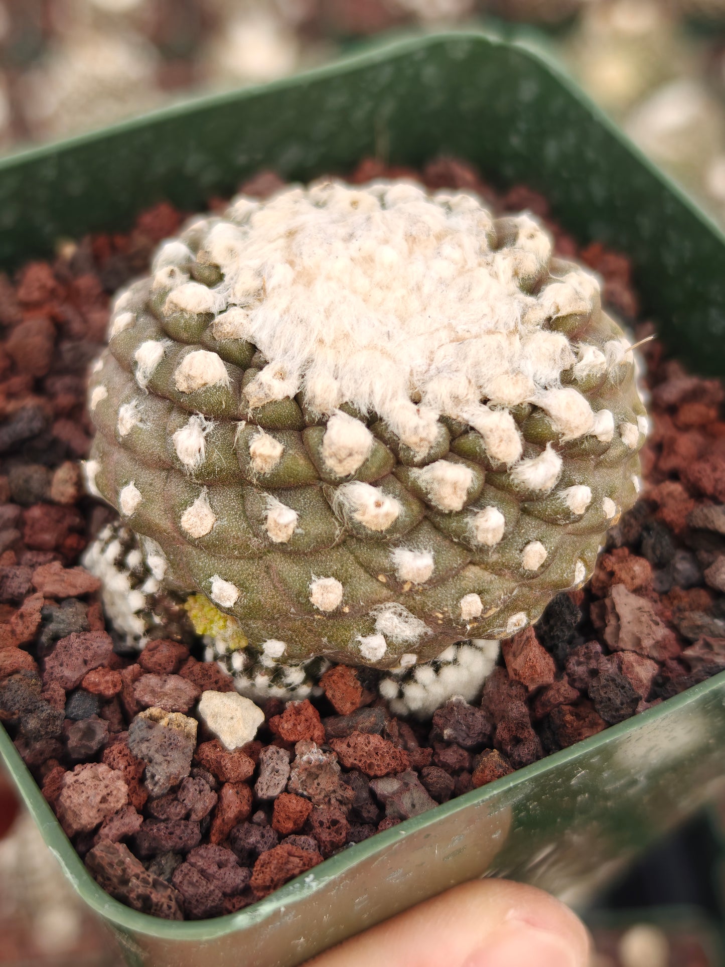 Copiapoa tenuissimma f. monstruosa