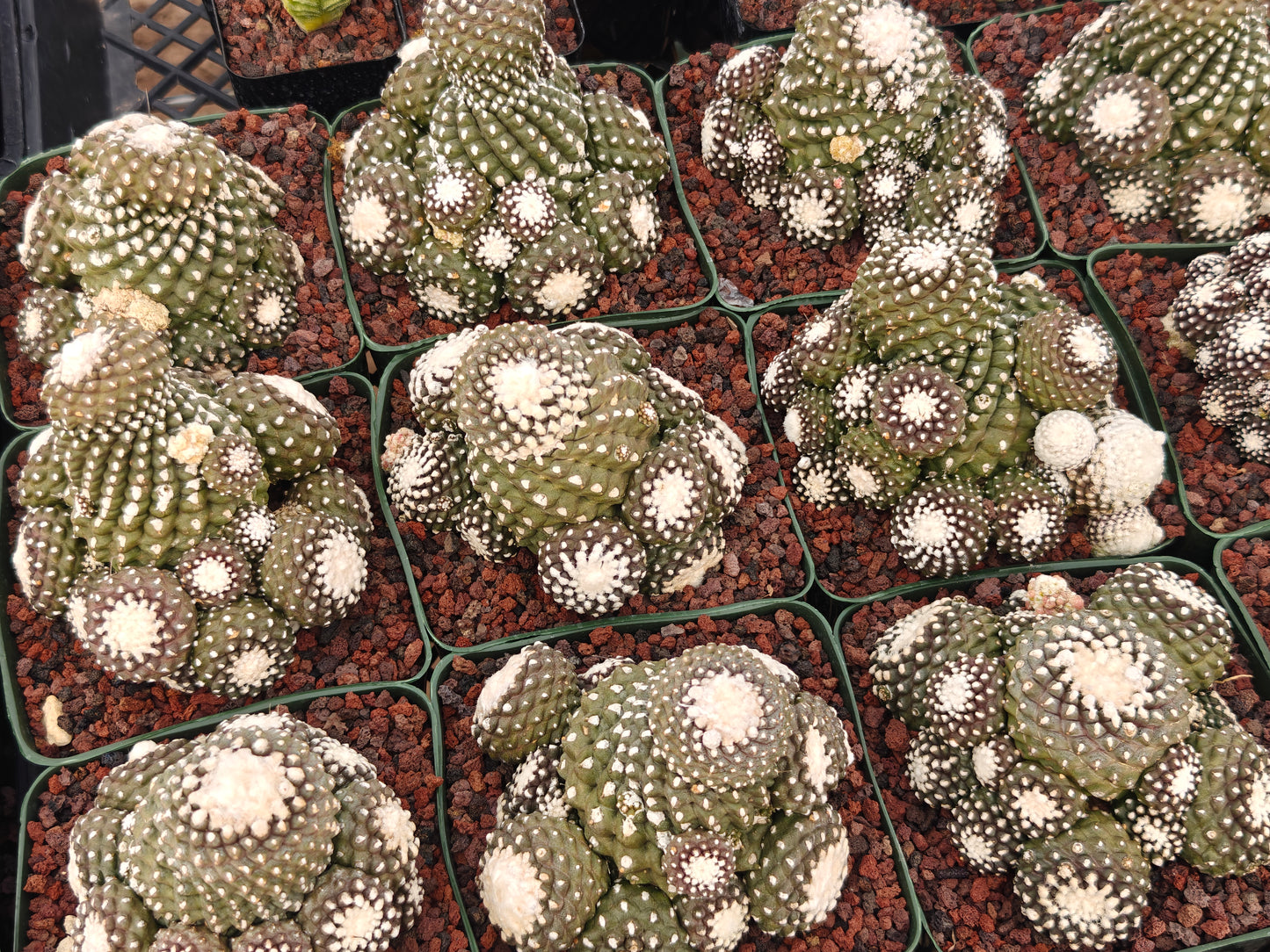 Copiapoa tenuissimma f. monstruosa