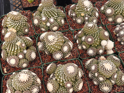 Copiapoa tenuissimma f. monstruosa