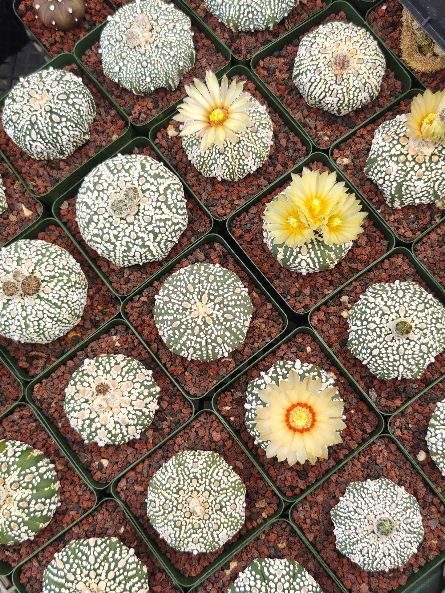 Astrophytum asterias 'Super Kabuto'