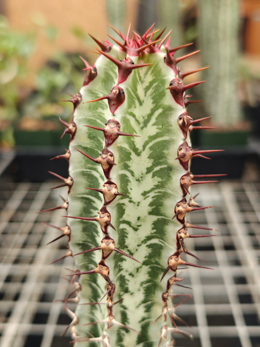 Euphorbia confinalis ssp. rhodesia