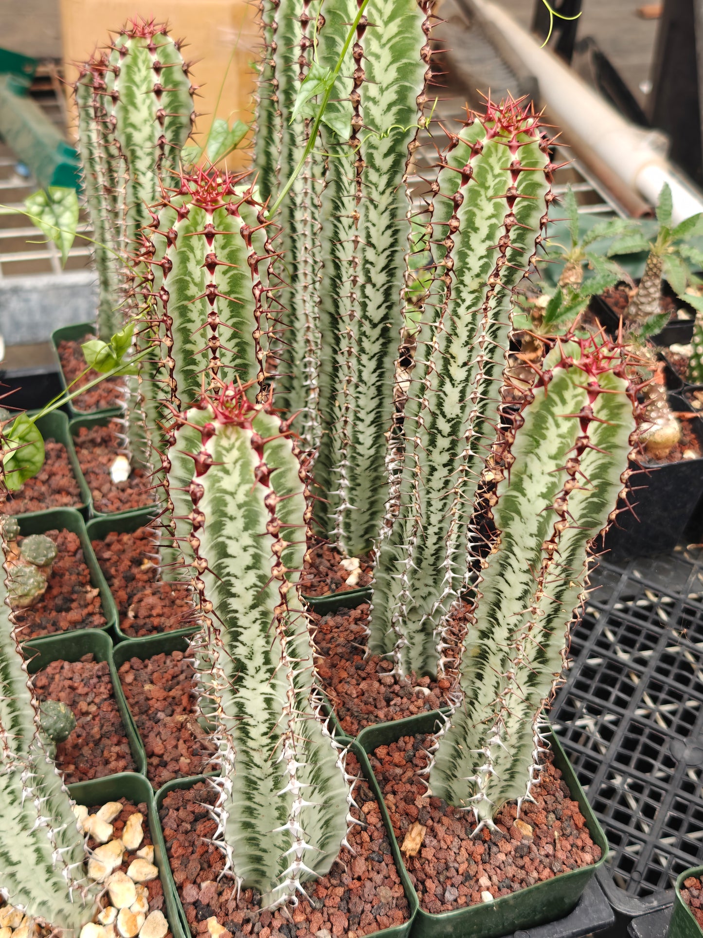 Euphorbia confinalis ssp. rhodesia
