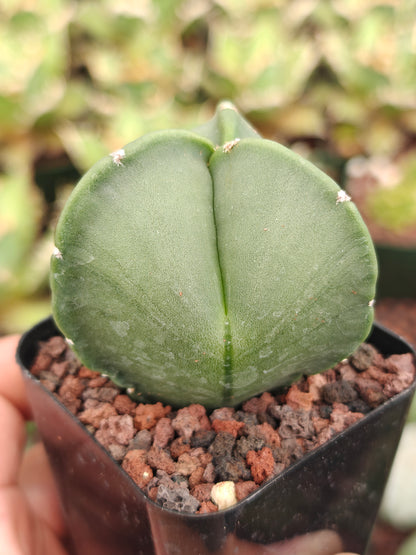 Astrophytum myriostygma f. tricoatatum 'Nudum'