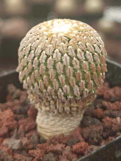 Turbinicarpus pseudopectinatus