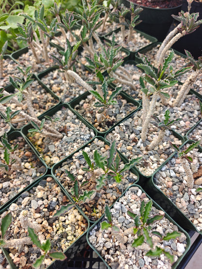 Euphorbia decaryi ssp. spirosticha