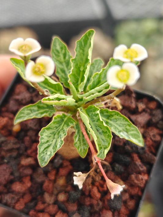 Euphorbia spannringii