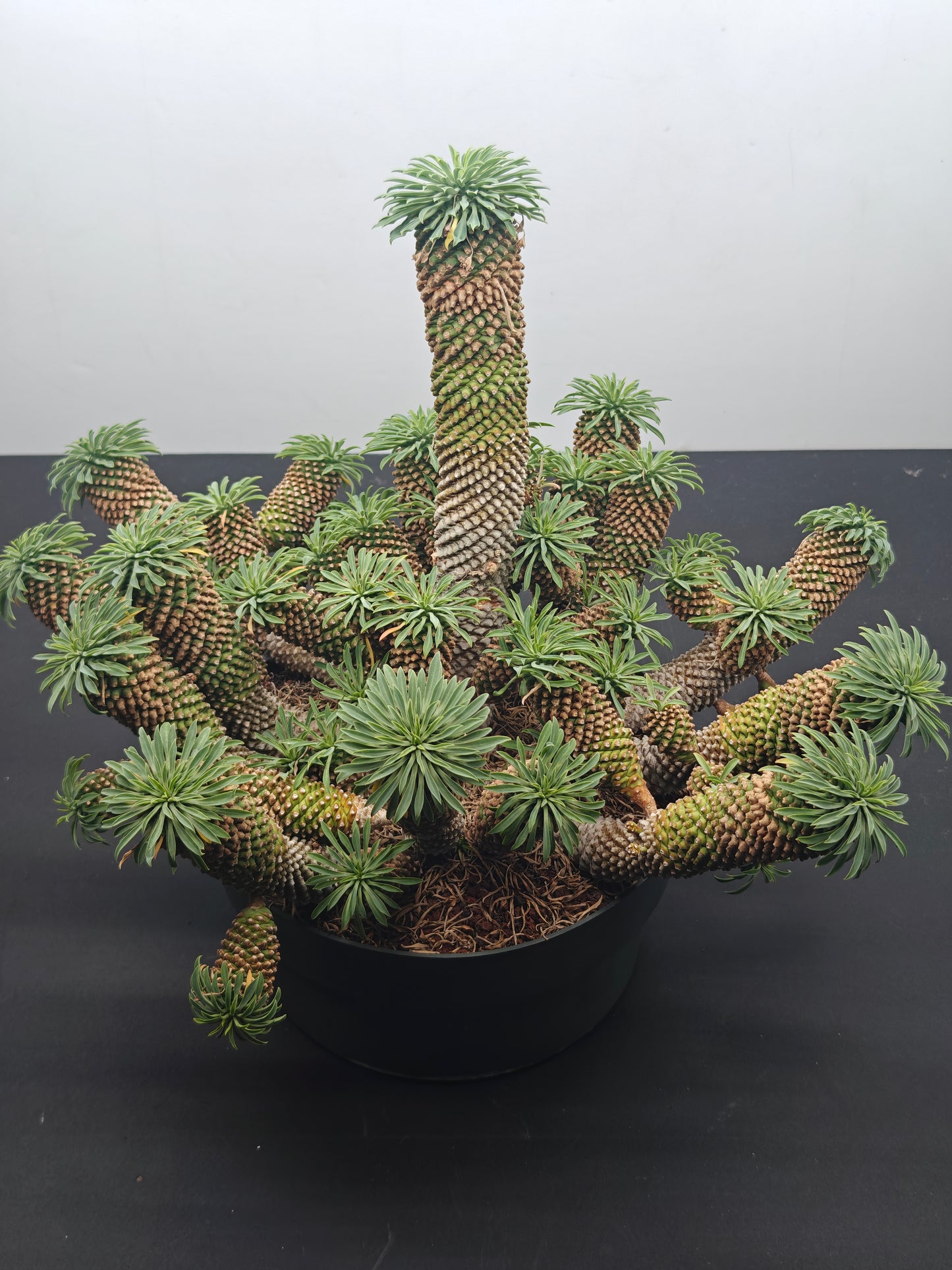 Euphorbia bupleurifolia 'Sotetsu Kirin'