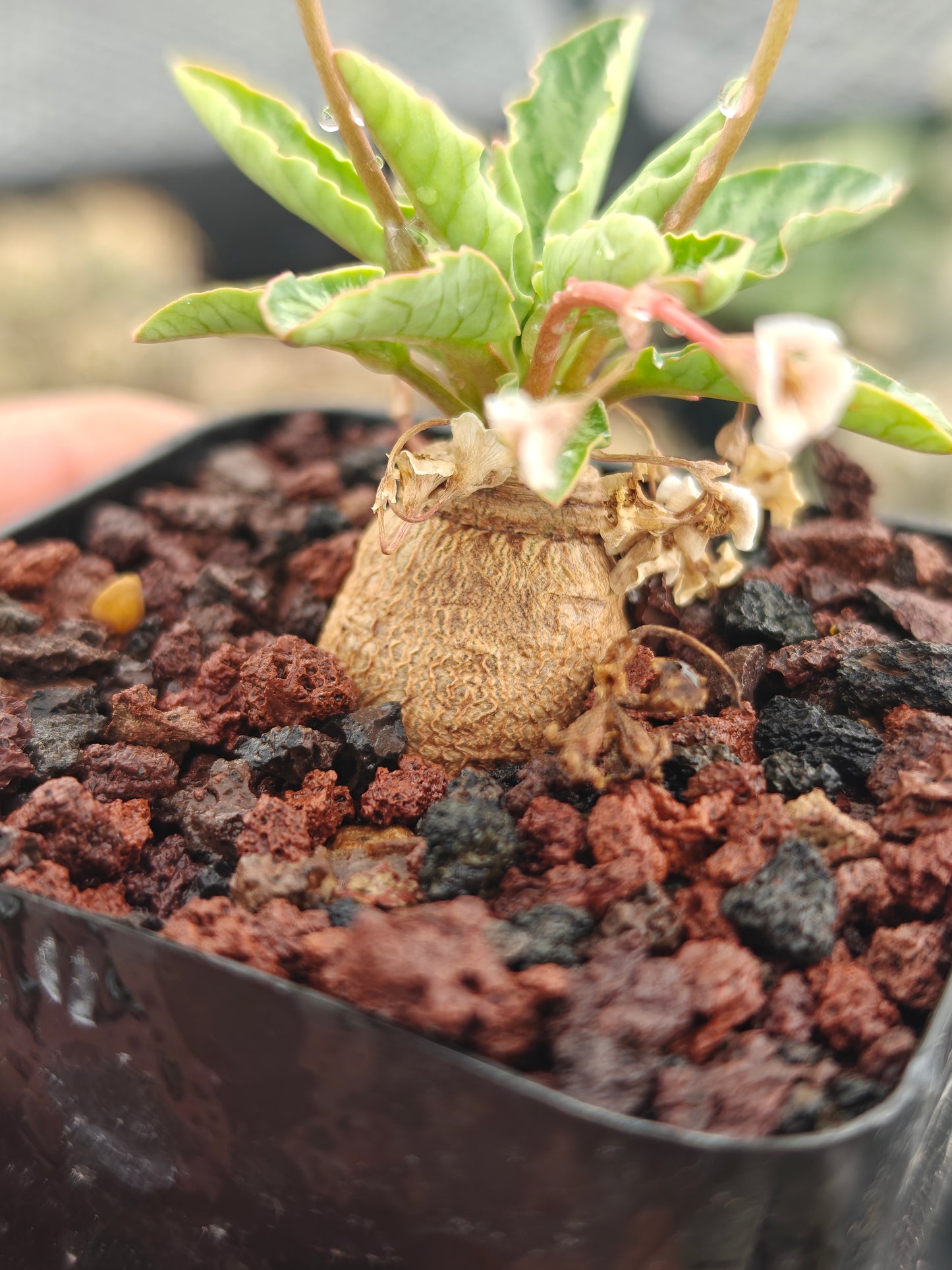 Euphorbia spannringii
