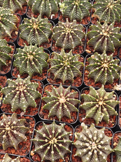 Gymnocalycium frederchii LB2178