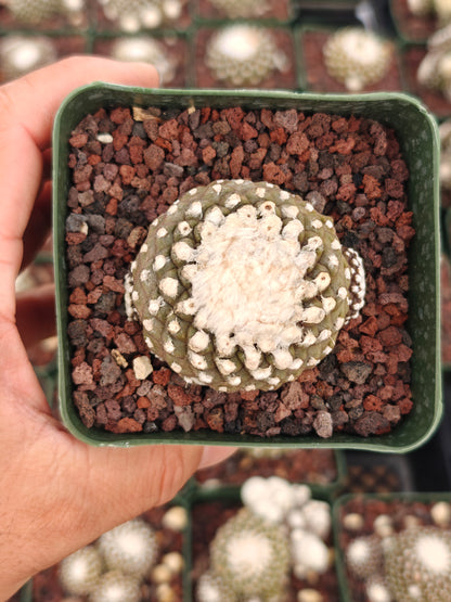 Copiapoa tenuissimma f. monstruosa