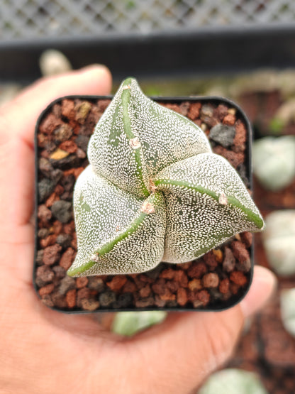 Astrophytum myriostygma f. tricoatatum