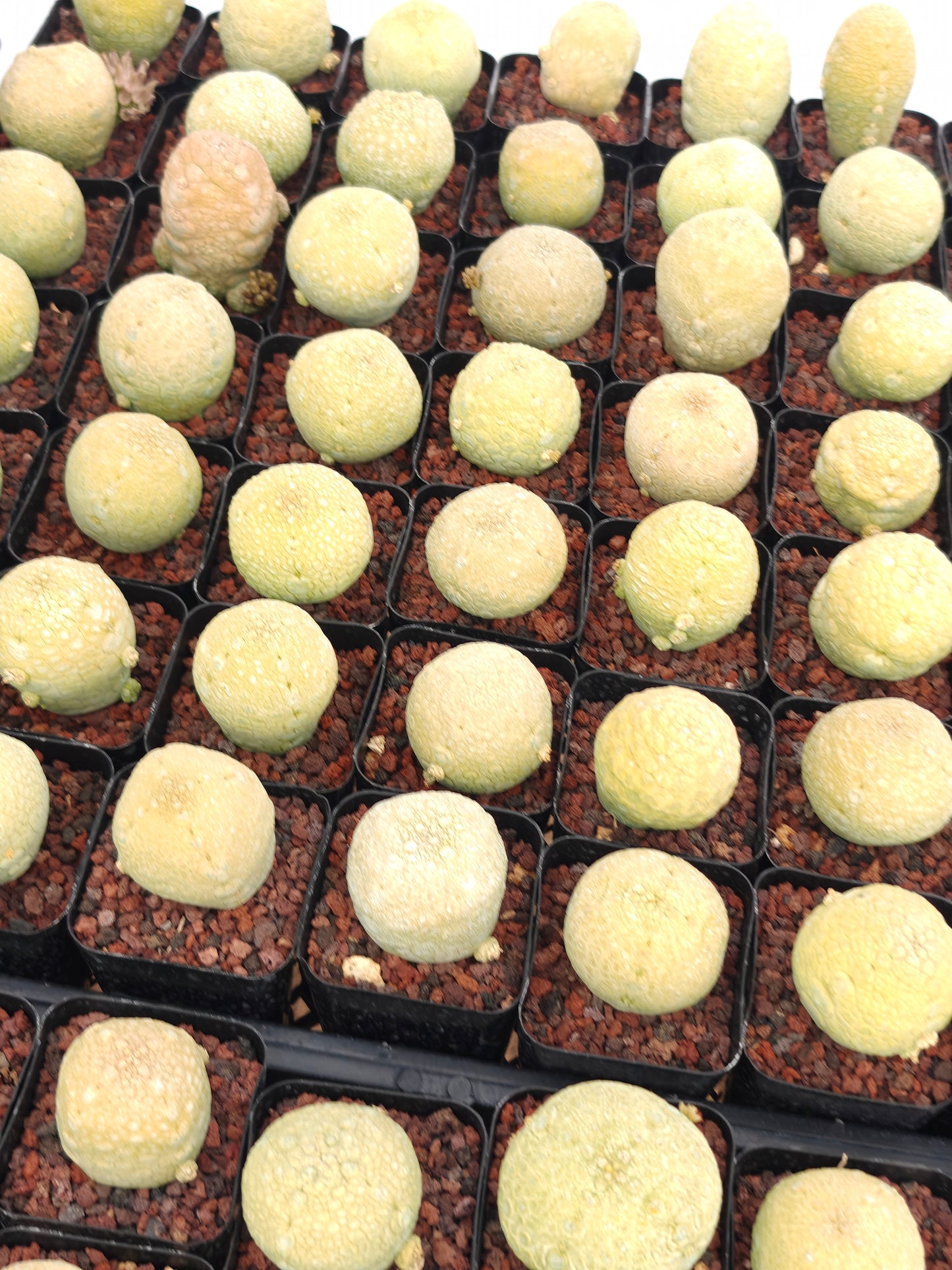 Pseudolithos migiurtinus