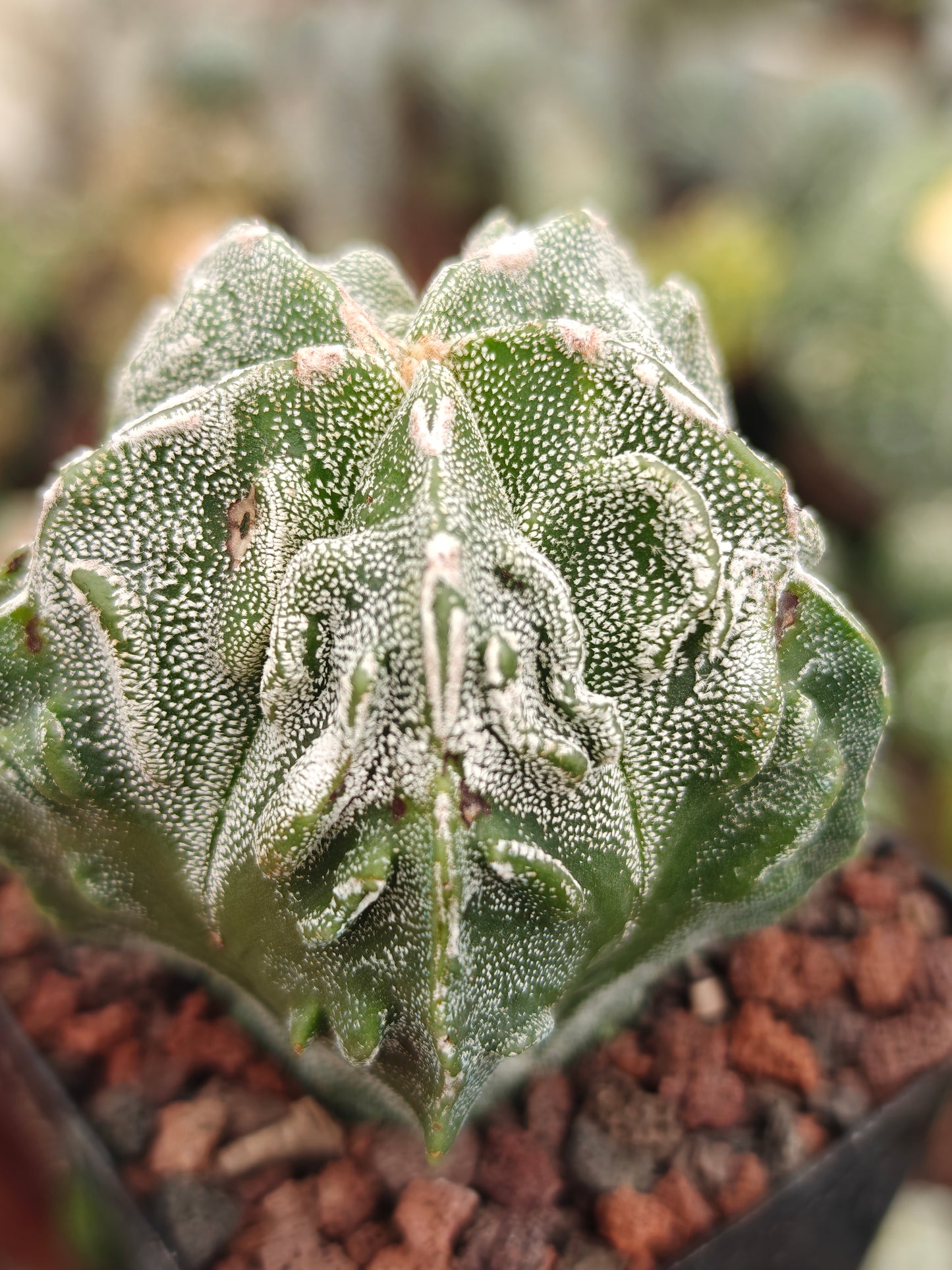 Astrophytum myriostigma 'Fukuryu'