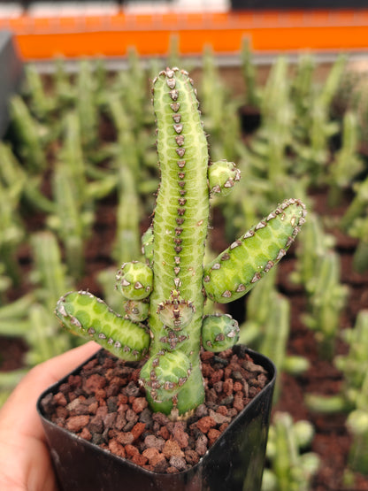 Euphorbia hererochroma