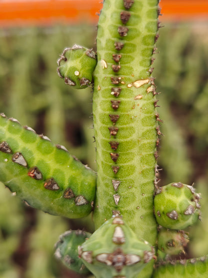 Euphorbia hererochroma