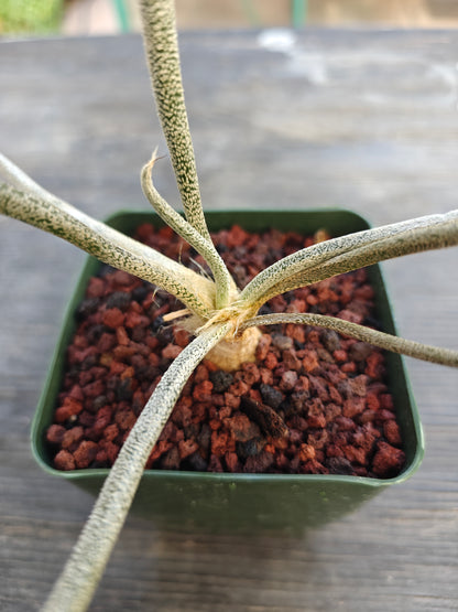 Astrophytum caput-medusae