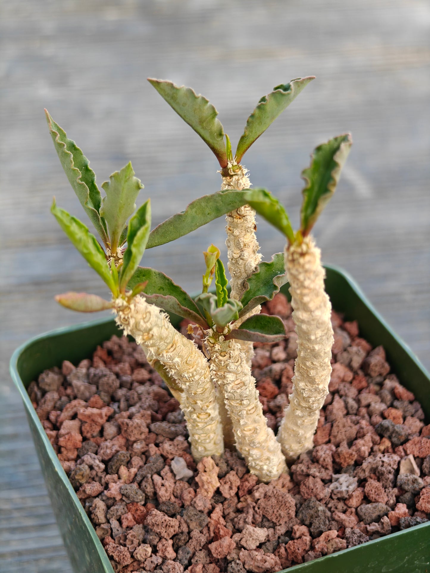 Euphorbia decaryi ssp. spirosticha