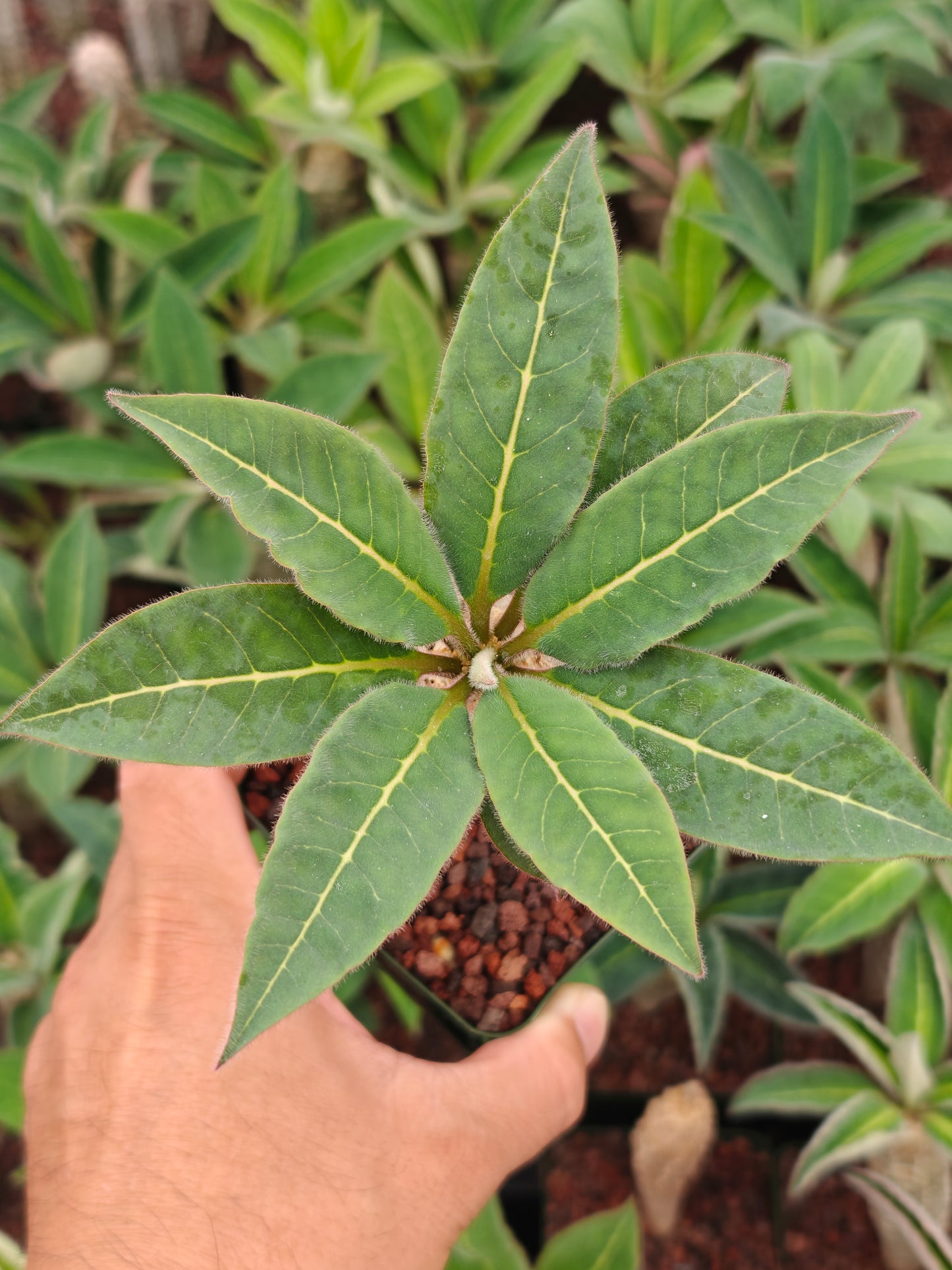 Euphorbia ankarensis