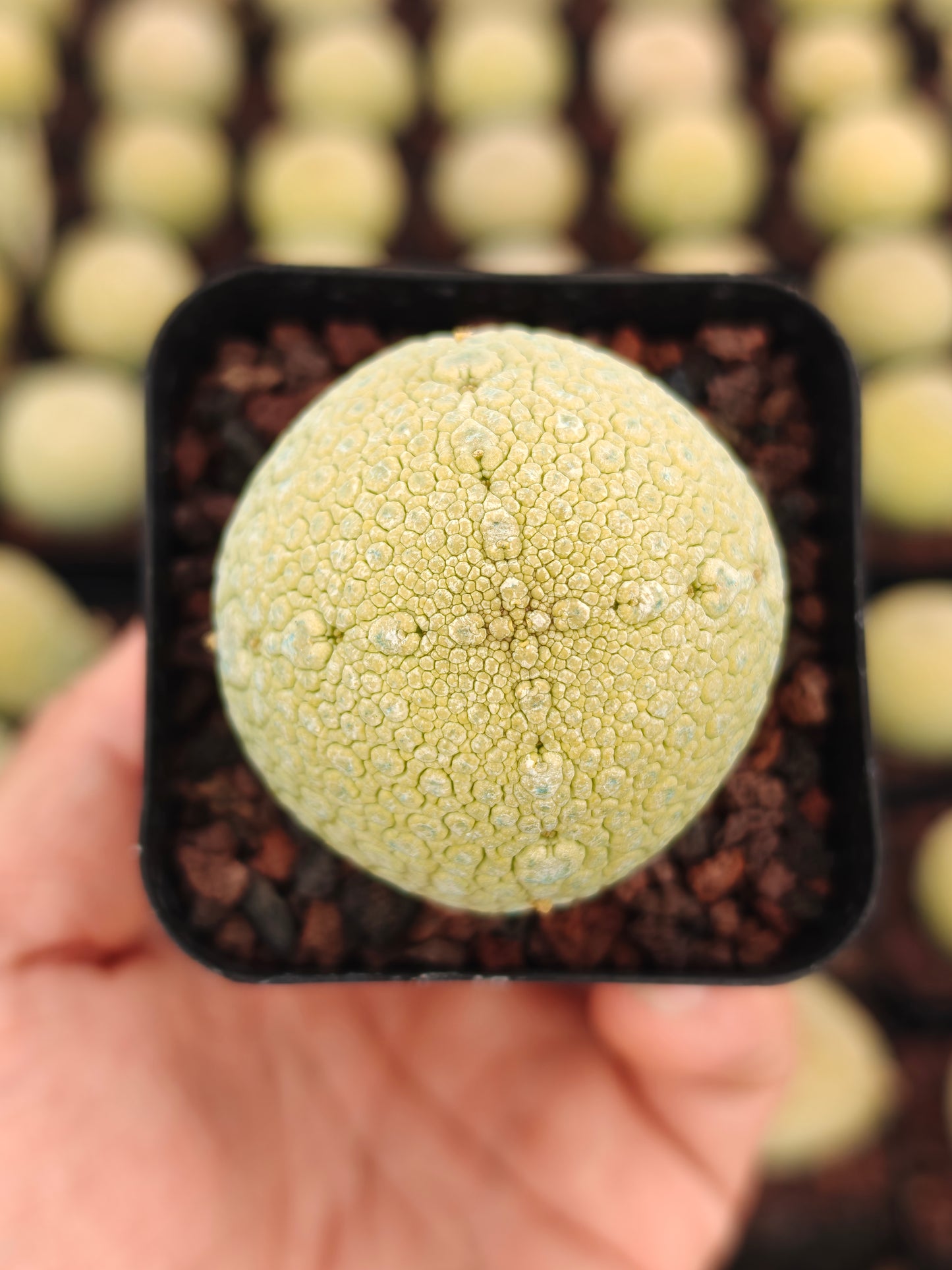 Pseudolithos migiurtinus