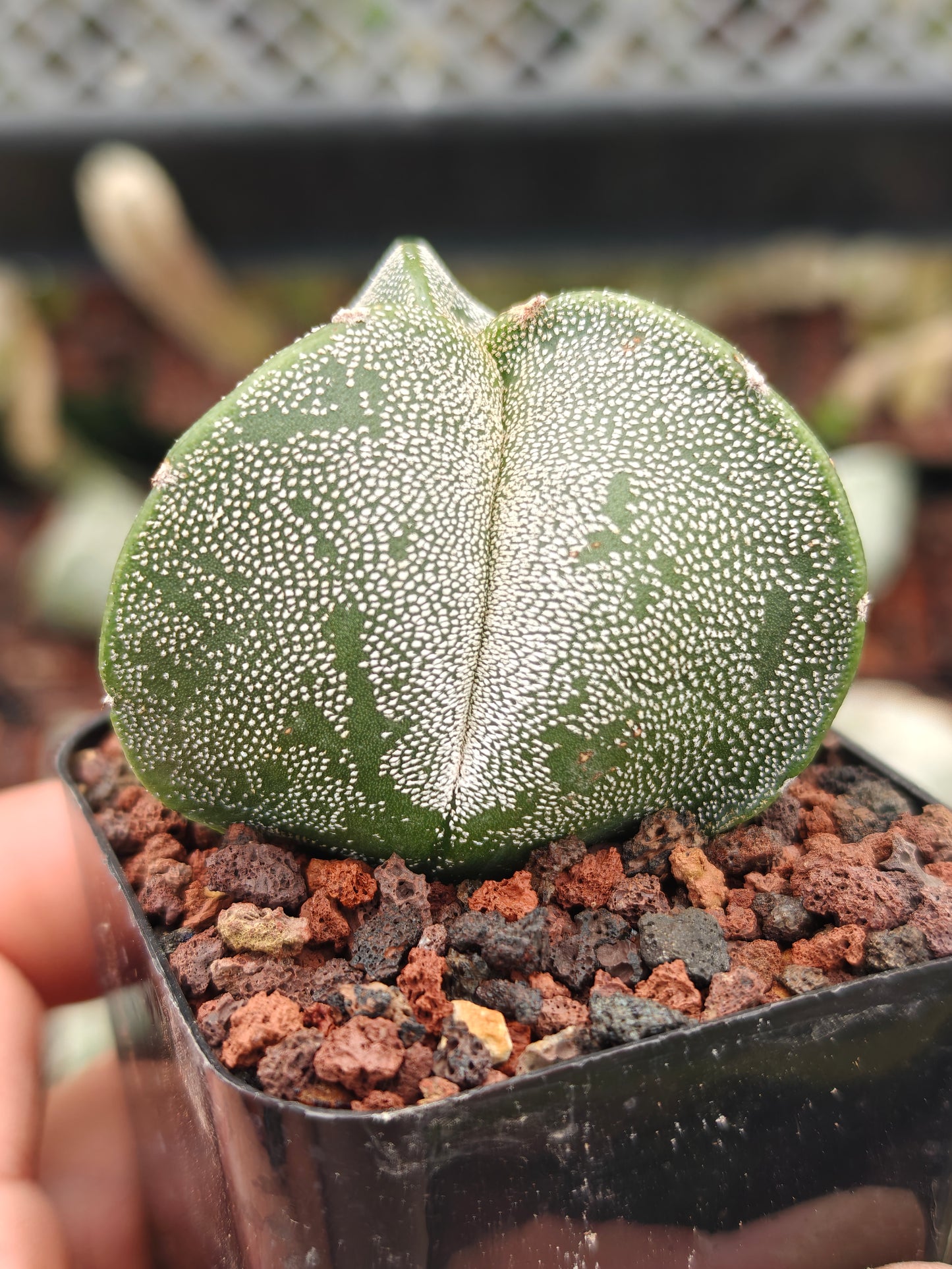 Astrophytum myriostygma f. tricoatatum