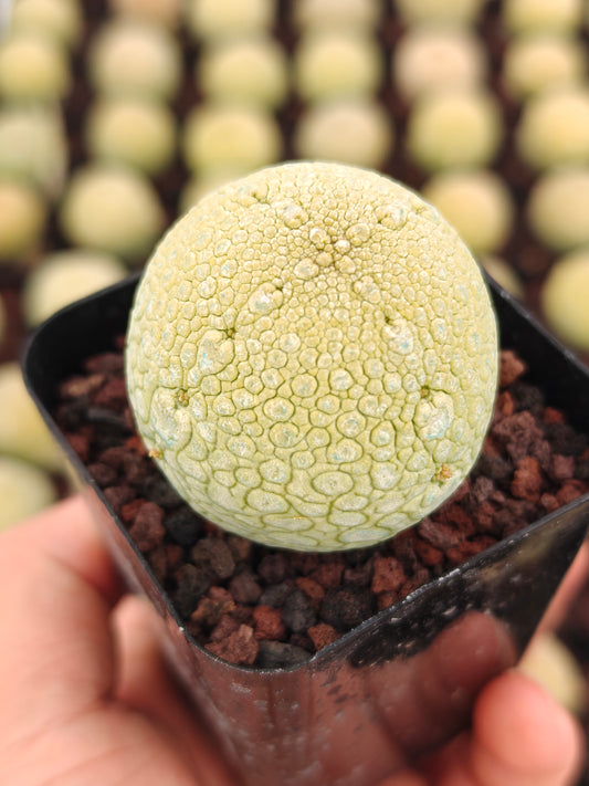 Pseudolithos migiurtinus