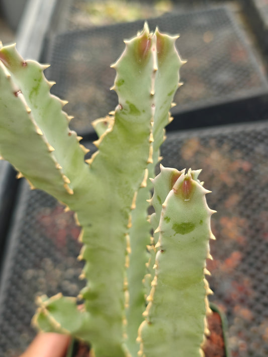Caralluma spiciosa