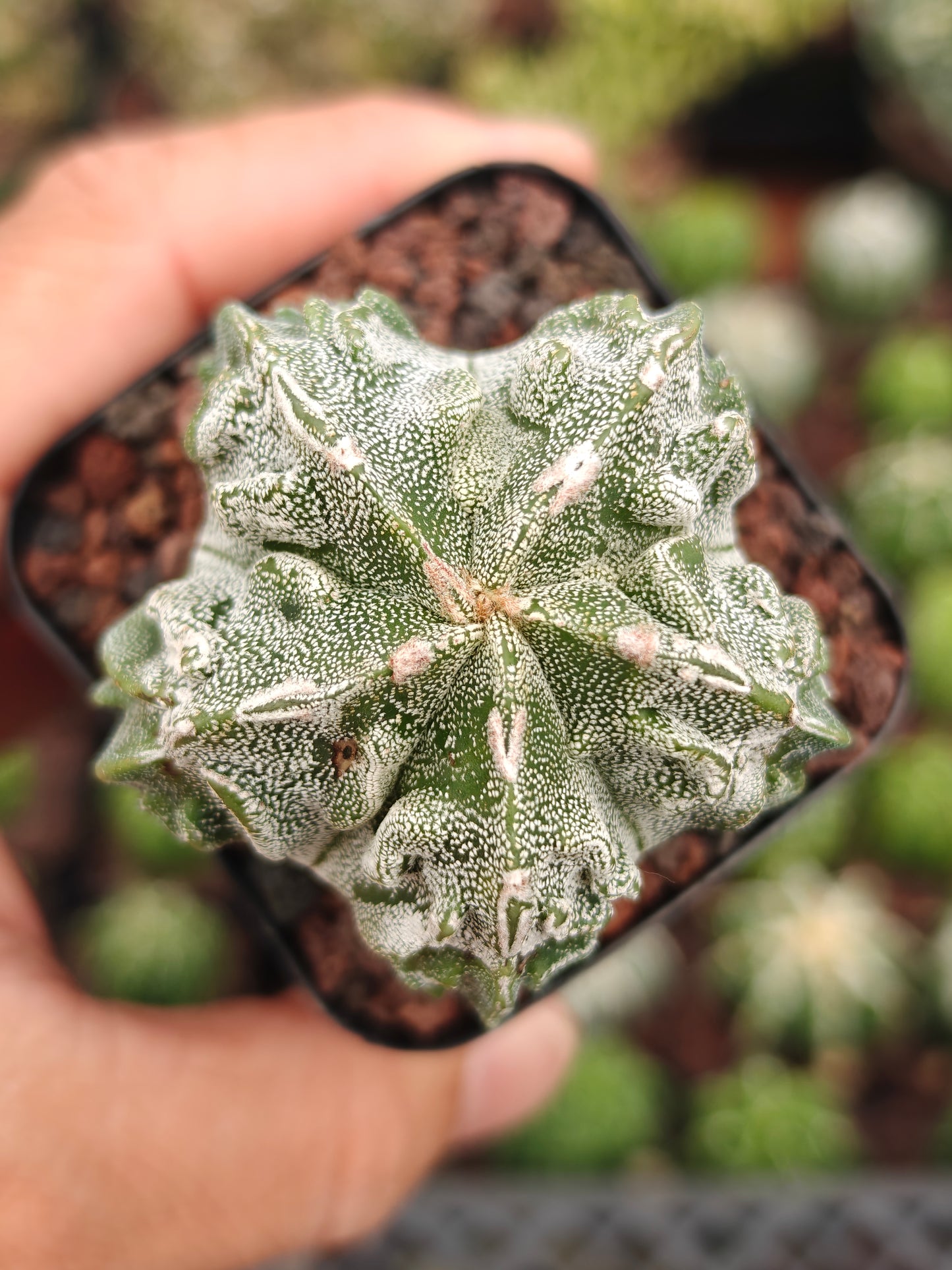 Astrophytum myriostigma 'Fukuryu'