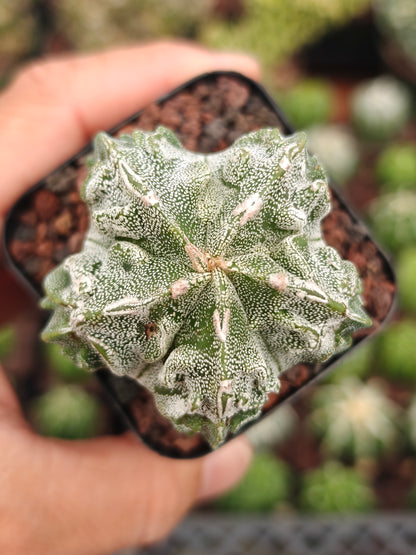 Astrophytum myriostigma 'Fukuryu'