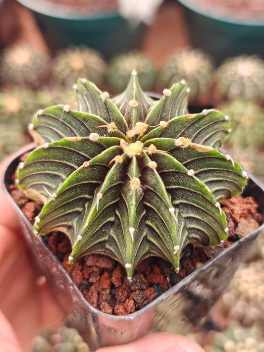 Gymnocalycium frederchii LB2178