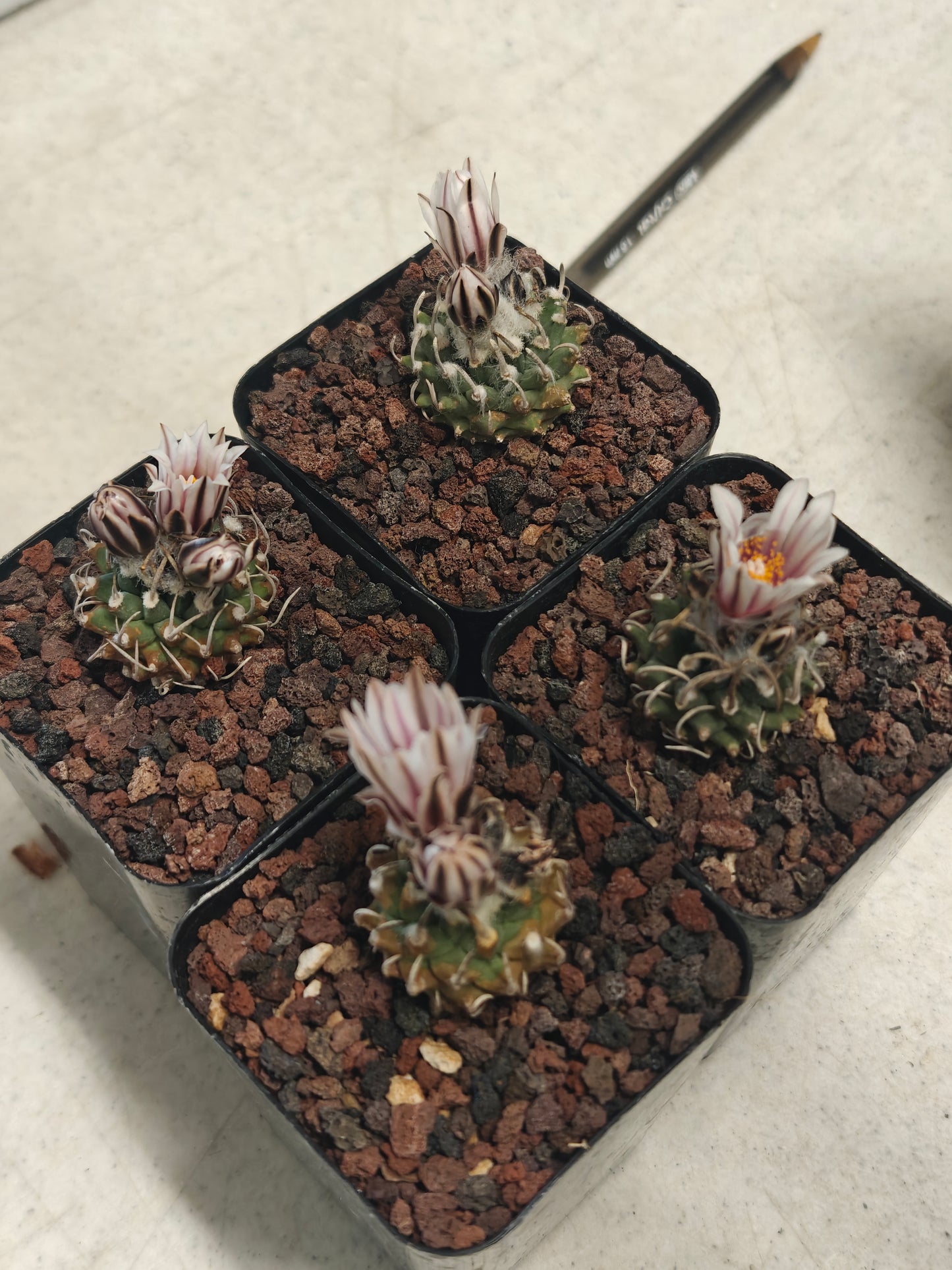 4 Tur. schmie andersoniana